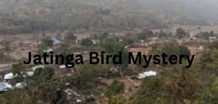 jatinga bird mystery
