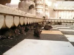 rat temple