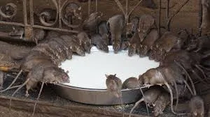 rat temple