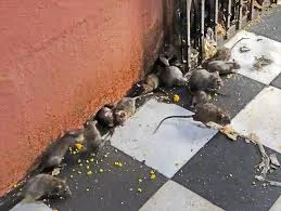 Karni Mata Rat temple